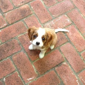 Meet your Posher, Heidi